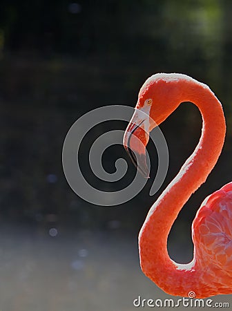 Red Flamingo Head Neck Stock Photo