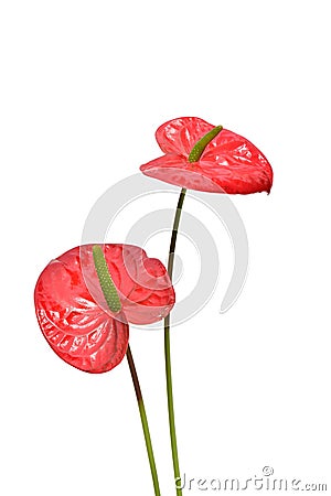 Red Flamingo Lily Stock Photo