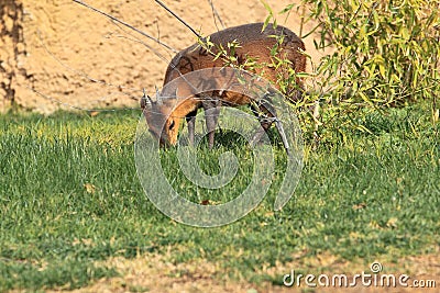 Red-flanked duiker Stock Photo