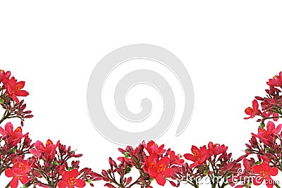 Red floral design border Stock Photo