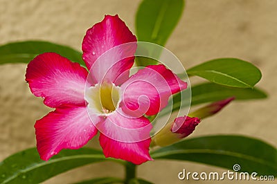 Red Flower (Adenium Obesum) Stock Photo