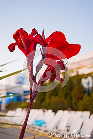 Red flower against the background of the subtropical landscape Stock Photo