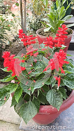 Red flower amazing live plants in rajnagar madhubani bihar india Stock Photo