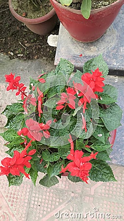 Red flower amazing live plants in rajnagar madhubani bihar india Stock Photo