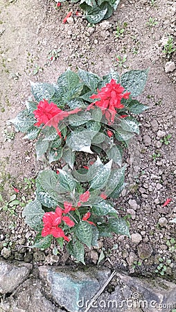 Red flower amazing live plants in rajnagar madhubani bihar india Stock Photo