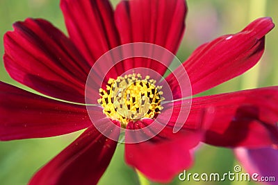 Red Flower beautiful in the park Stock Photo