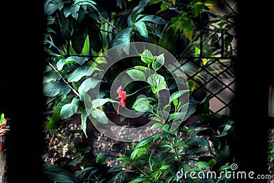 Red flower behind gate on plant Stock Photo