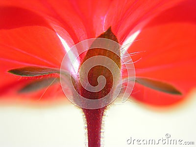 Red flower from beneath Stock Photo