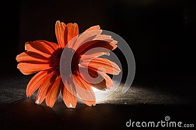 Red flower on black background. flower backlit. macro flower night Stock Photo