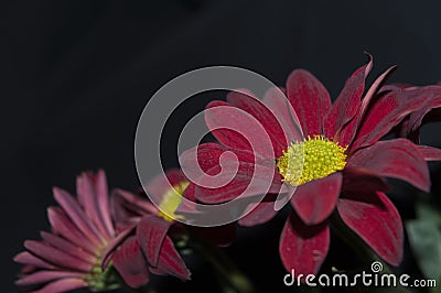 Red flower on black background Stock Photo