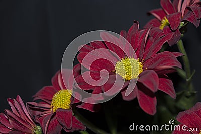 Red flower on black background Stock Photo