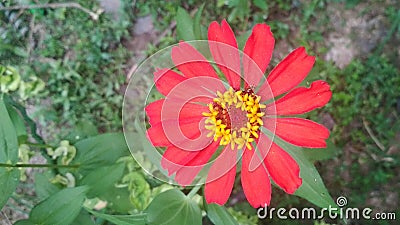 a red flower is blooming Stock Photo
