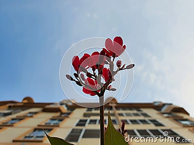 Red flower and blue sky Stock Photo