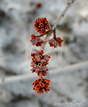 Red Flower Buds on a Tree Stock Photo