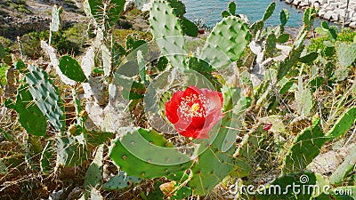 Cactus in flower 2 Stock Photo