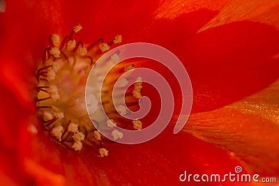 Red flower close-up. Floral background for design Stock Photo