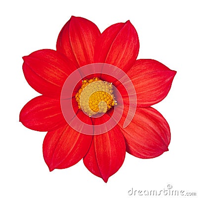 Red flower dahlia annually Stock Photo