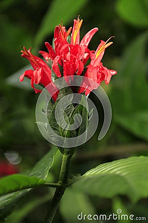 A red flower detail Stock Photo