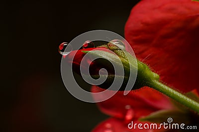 Red flower with droplets Stock Photo