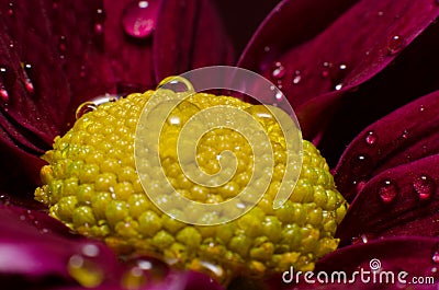 Red flower with droplets Stock Photo
