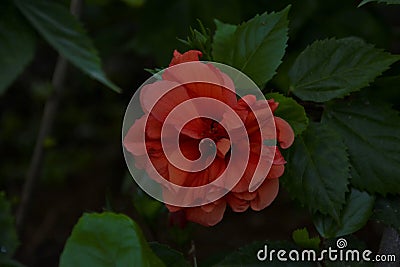 Red flower emphasized Stock Photo