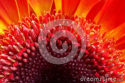 Red flower - extreme macro Stock Photo