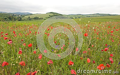 Red flower in the field nature123 Stock Photo