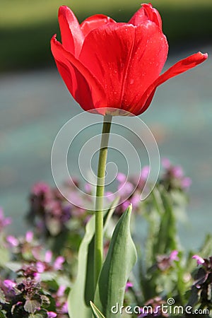 Red flower in garden Stock Photo