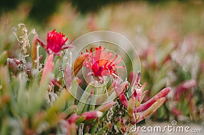 Red flower in the garden Stock Photo