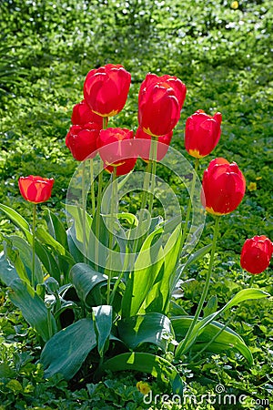 Red flower in the garden, tulip Stock Photo