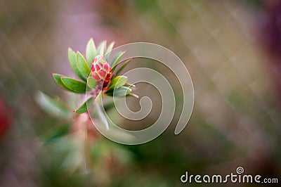 Red flower. geometry in nature Stock Photo