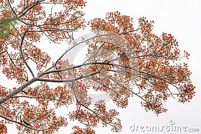 Red flower and green leaves white background Stock Photo