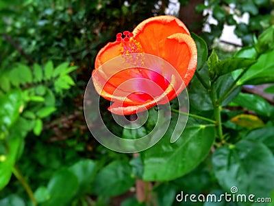 Red flower green nice ture Stock Photo