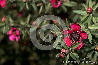 Red flower with green stamen Stock Photo