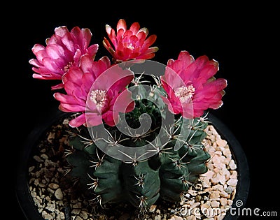 Red flower of gymnocalycium baldianum cactus Stock Photo