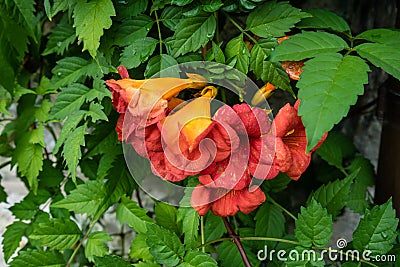 Red flower hanging from plant Stock Photo