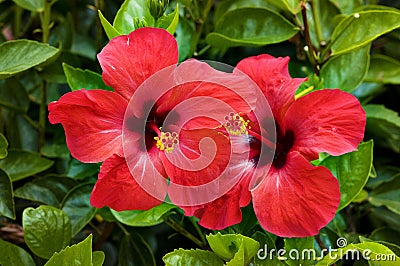 Red flower of hibiscus Stock Photo