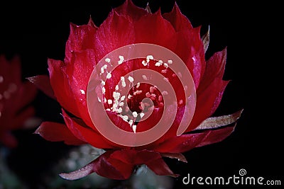 Red flower of lobivia cactus agains dark background Stock Photo