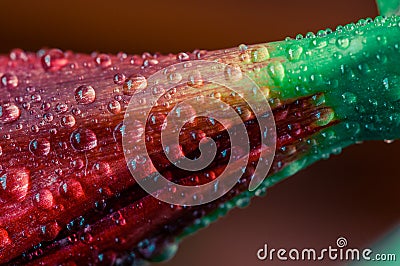 Red flower in macro drops Stock Photo