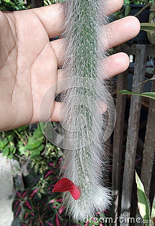 red flower of the monkey tail cactus Stock Photo