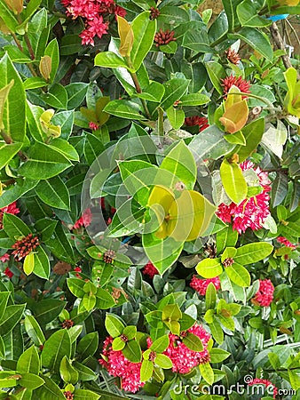 Red flower in this morning Stock Photo