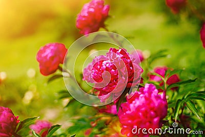 Red flower peony blossoming in peonies garden. Beautiful fresh green grass and soft sunlight in the background Stock Photo