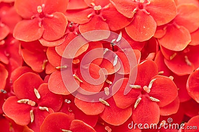 Red flower petal texture Stock Photo