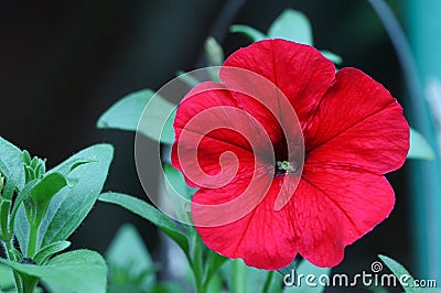Red flower of petunia. Red petunia. Petunia in the garden. Gardening. Summer flowers Stock Photo