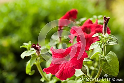 Red flower Petunia Surfinia Vein Stock Photo