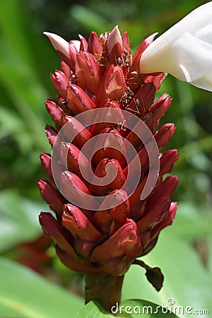Red flower with red giant ants in Thailand, Asia Stock Photo