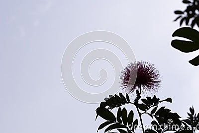 Red flower silhouette with white sky Stock Photo