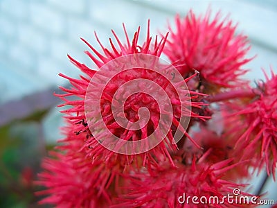 A red flower similar to a cell of Coronavirus Coronaviridae Stock Photo