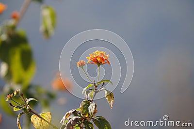 Red flower with sky background Stock Photo