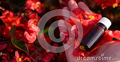 Red flower, ssential oil in a brown bottle - banners Stock Photo